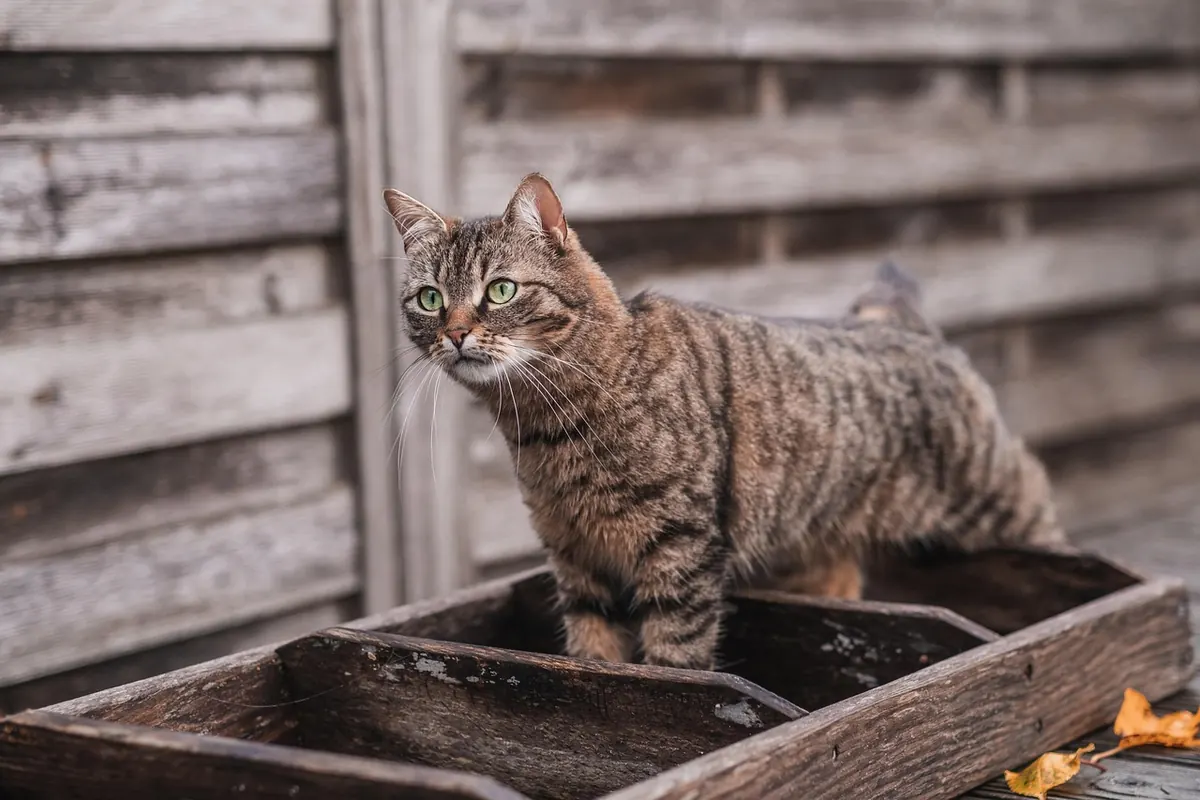 Cat Litter Box Setup Checklist: 7 Things Most Owners Forget