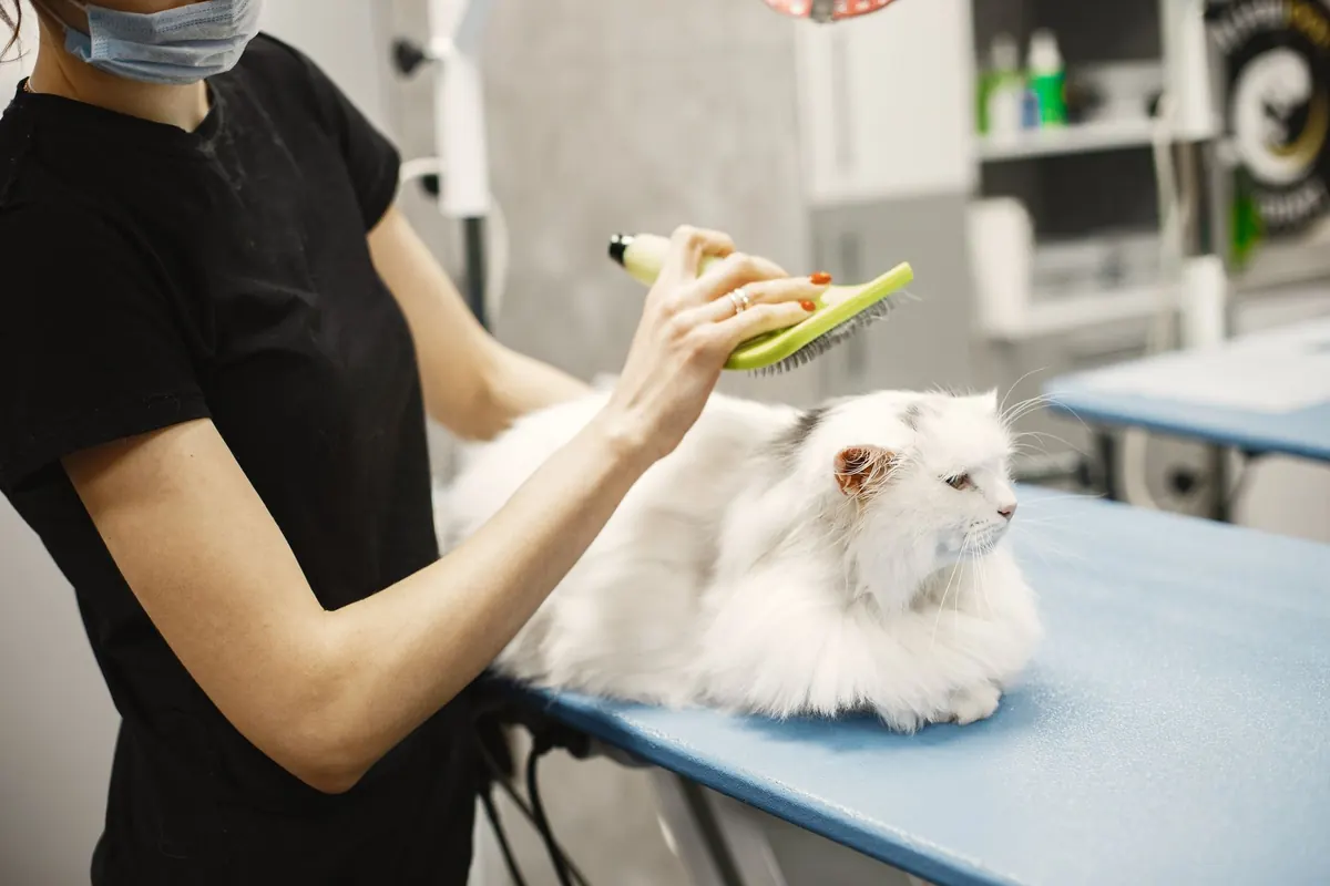 Grooming Tool Starter Kit for Short-Haired Cats: What You Actually Need