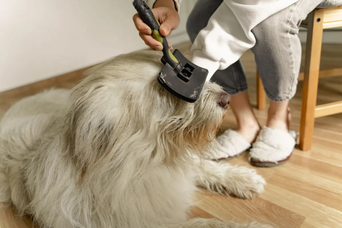 How to Brush Your Dog's Teeth Without a Struggle: A Step-by-Step Beginner Guide