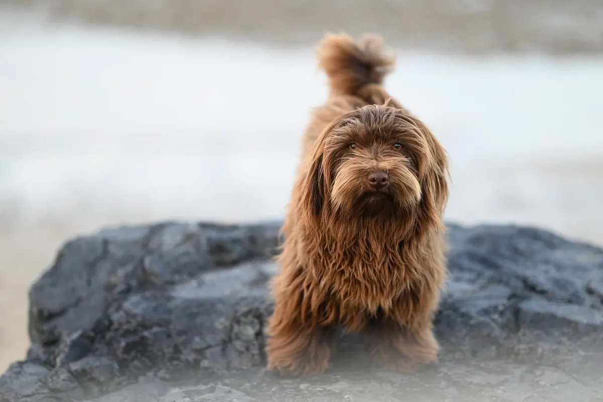 Low-Shedding Dog Breeds for Apartments: A Beginner's Comparison
