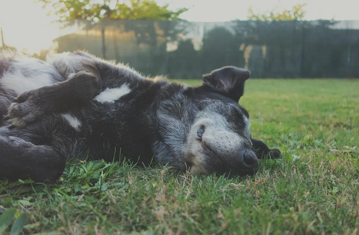 Senior Pet Care Checklist: Daily, Weekly, and Monthly Tasks for Aging Dogs and Cats